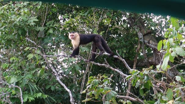 Monkey Island in Panama
